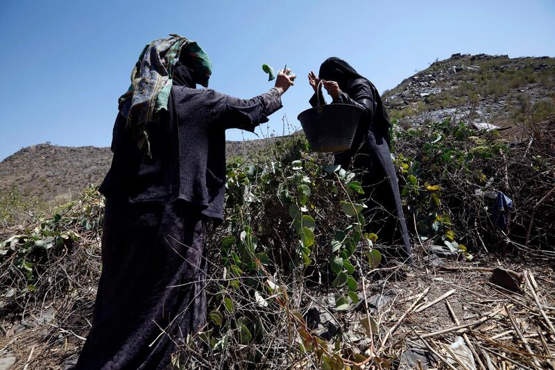 Yemeni women pick the rounded flesh leaves of Ghulaf to use as a main meal at the mountain village of Bani al-Qallam, some 100 km south west of Sanaa, Yemen. EPA