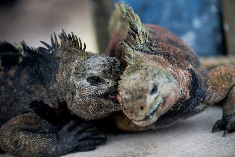 Marine iguanas fight with each other on Santa Cruz Island. Ecuador has announced the expansion of a marine reserve that will encompass 198,000 square kilometres in its Galapagos National Park. Reuters