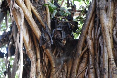 (FILES) In this file photo taken on April 29, 2018 Indian bats cling onto the branches of a banyan tree on the campus of Gujarat College in Ahmedabad.8. A virus mainly carried by fruit bats which has spread across Asian nations has killed at least three people in southern India causing panic in the locality, officials said. / AFP / SAM PANTHAKY
