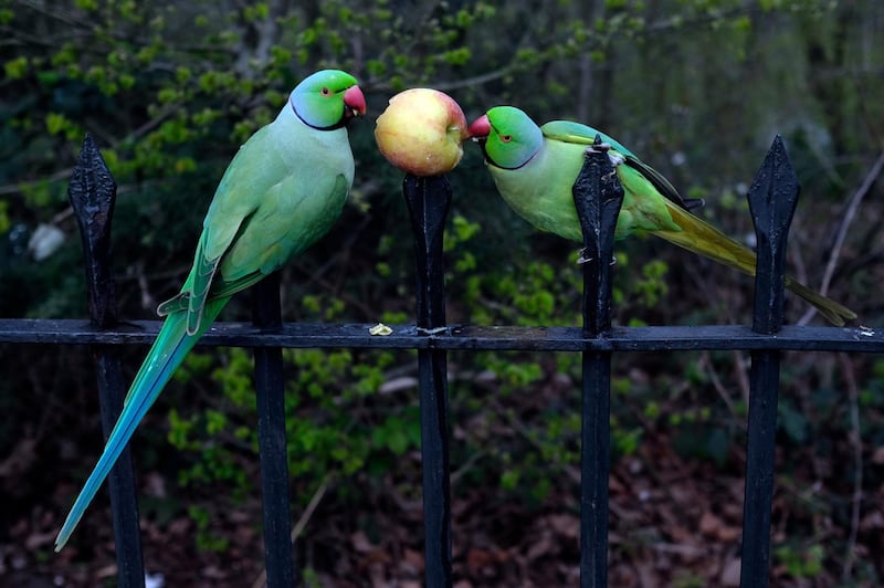 Two ring necked parakeets, normally fed by tourists, peck at an apple left on a spike by locals in Hyde Park, as the lockdown due to the coronavirus outbreak continues in London. AP
