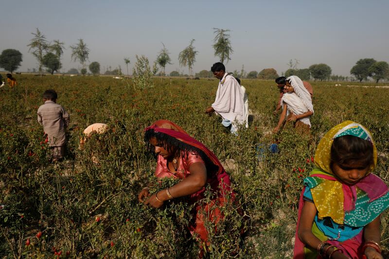 In a country heavily dependent on agriculture, the more extreme climate conditions are hitting rural economies hard, farmers and experts say, underscoring the vulnerability of South Asia's population to changing weather patterns.