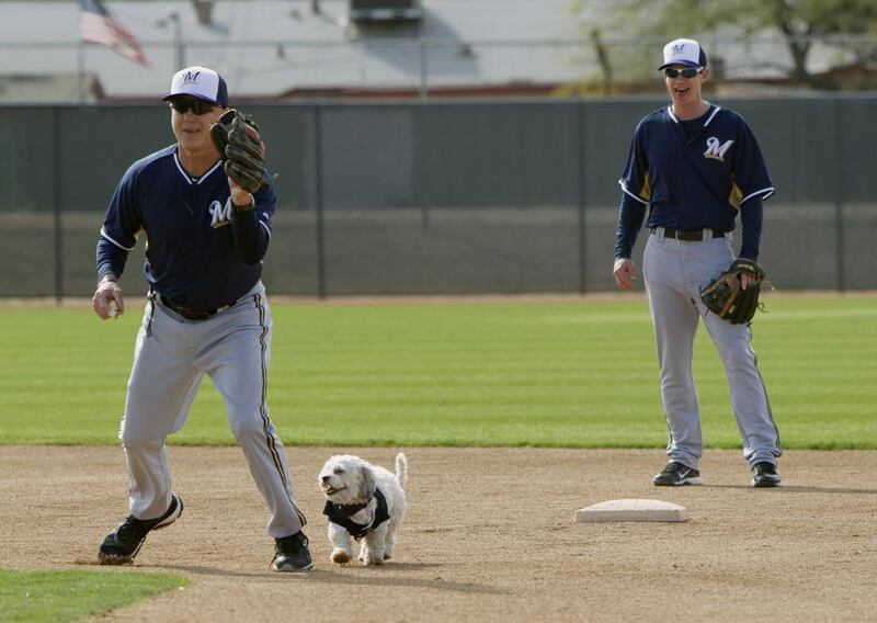 Hank, a stray dog that the Brewers recently found wandering their practice fields at Maryvale Baseball Park, helps instructor Bob Miscik field a ball during spring training on February 21, 2014, in Phoenix. The team and staff have been taking care of Hank since he was found at the park on President’s Day. Hank is named after Hank Aaron. AP Photo / Cheryl Evans 