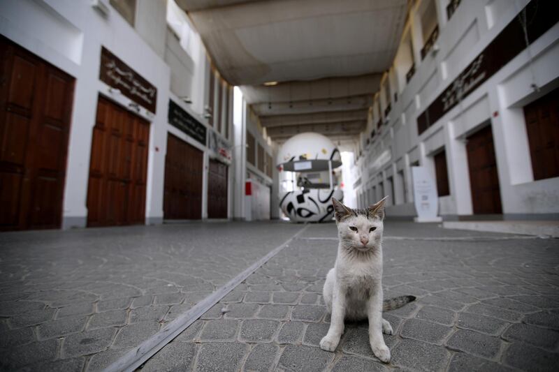 A cat is seen in the street of a closed souq, following the outbreak of coronavirus disease (COVID-19), in Manama, Bahrain, March 31, 2020. REUTERS/Hamad I Mohammed