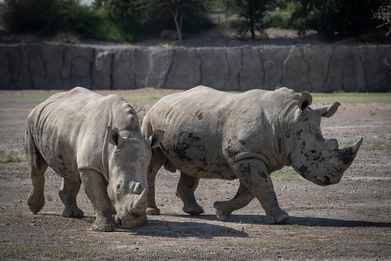 Another highlight is Wuhaida, the first female southern white rhino born in Sharjah Safari in August 2021.