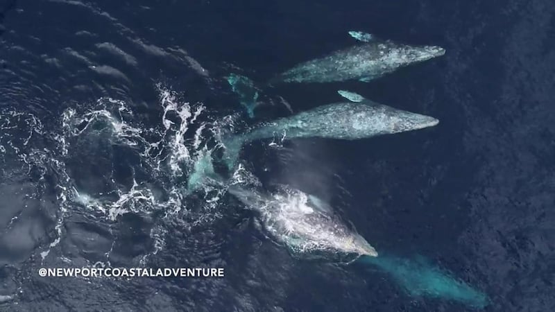 A pod of gray whales swims off Newport Beach, California, USA. Newport Coastal Adventure / Reuters