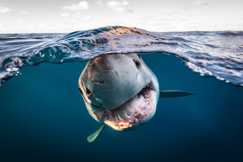 Winner, Portfolio, Matty Smith. A split-shot of a great white shark.