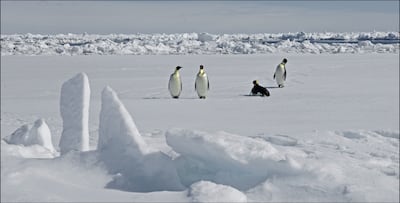 Emperor penguins in Antarctica. PA