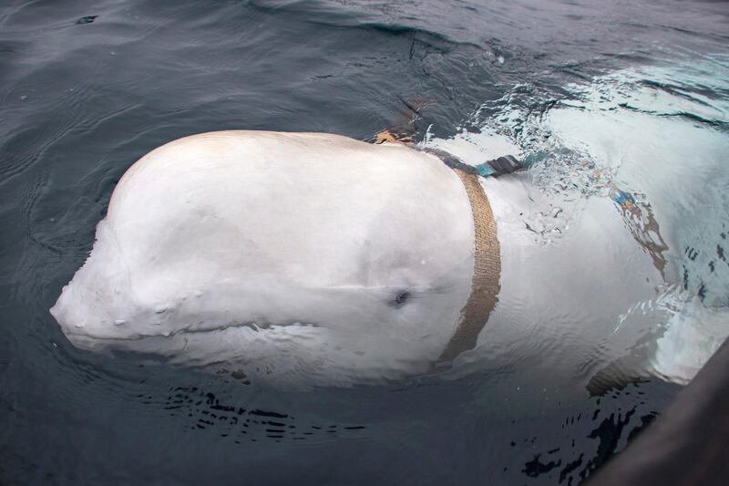 Fishermen have found a beluga whale in Norway wearing a harness with a camera mount. The harness read 'Equipment of St. Petersburg' and it is believed it could have been trained by the Russian Navy to be used for special operations.  EPA