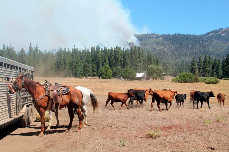 Ackerson Meadow livestock are shown at the Rim Fire in this undated United States Forest Service handout photo near Yosemite National Park, California, released to Reuters August 27, 2013. The Rim Fire, one of the largest wildfires in California history, roared deeper into Yosemite National Park early on Tuesday while flames on the opposite side of the sprawling blaze crept closer toward thousands of homes outside the park, fire officials said.  REUTERS/Mike McMillan/U.S. Forest Service/Handout via Reuters   (UNITED STATES - Tags: DISASTER ANIMALS) FOR EDITORIAL USE ONLY. NOT FOR SALE FOR MARKETING OR ADVERTISING CAMPAIGNS. THIS IMAGE HAS BEEN SUPPLIED BY A THIRD PARTY. IT IS DISTRIBUTED, EXACTLY AS RECEIVED BY REUTERS, AS A SERVICE TO CLIENTS *** Local Caption ***  LOA109_USA-FIRE-YOS_0828_11.JPG