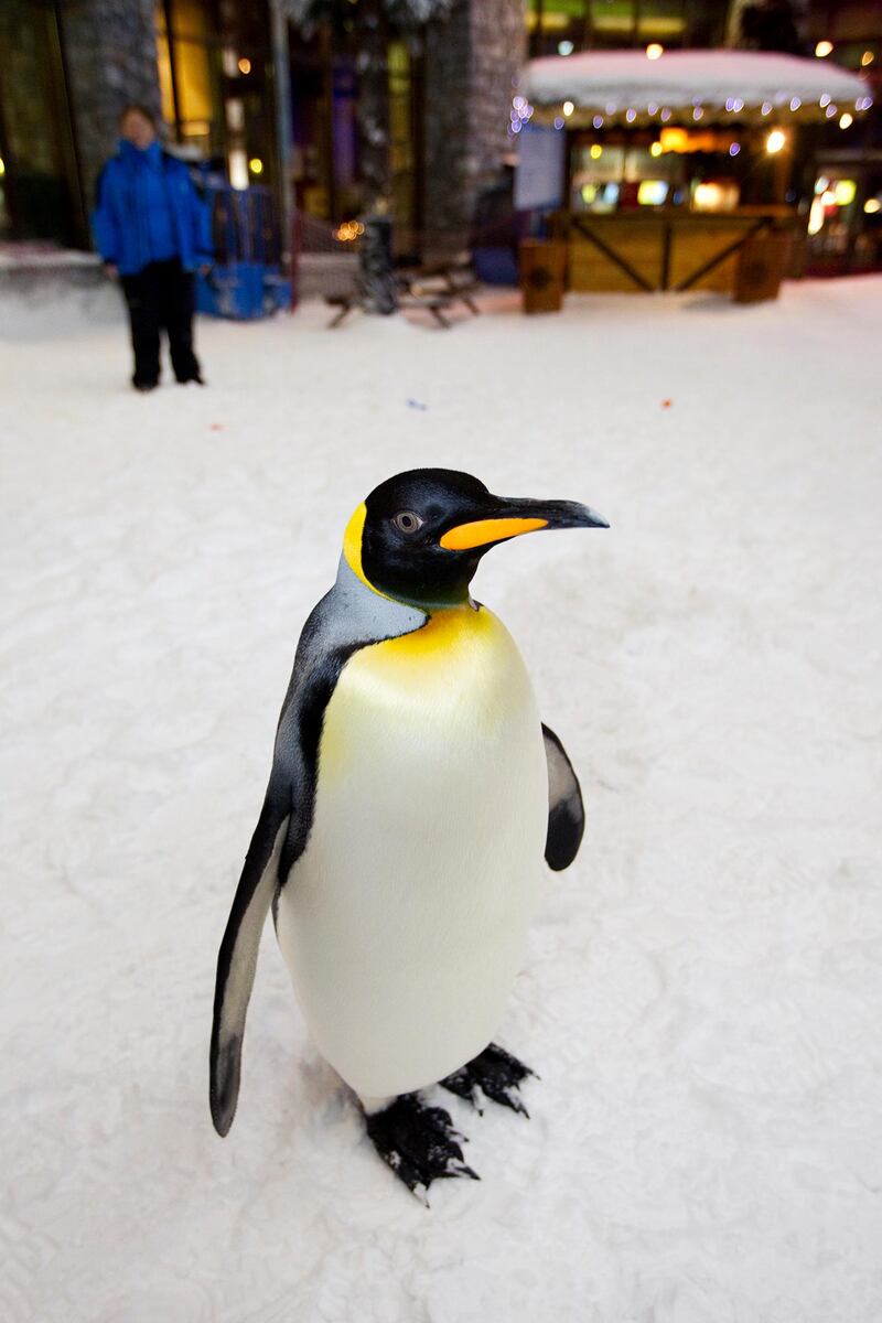 Dubai, Jan 30th, 2012 -- Hade, Arabic for the word "come", is a penguin named by Sheikh Mansour. was A colony of snow penguins  from Sea World in San Antonio will move into Ski Dubai in Mall of Emirates starting in February 2012. Visitors to ÔSnow Penguins at Ski DubaiÕ will get a chance to get up close and personal with the birds and learn about them. Photo by: Sarah Dea/ The National