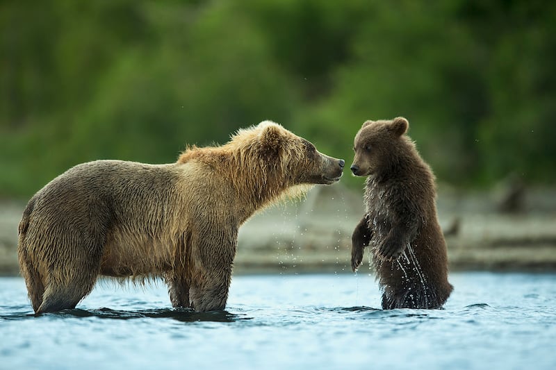 Brown bear and cub in Kamchatka, Russia