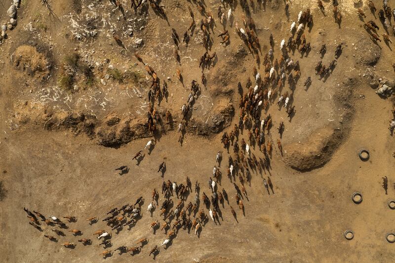 An image taken with a drone shows horses moving inside a farm, in Ano Poroia, Greece. The owner of the farm has the largest herd of Greek Pindos horses in Europe, with 1,000 of the animals.   EPA 