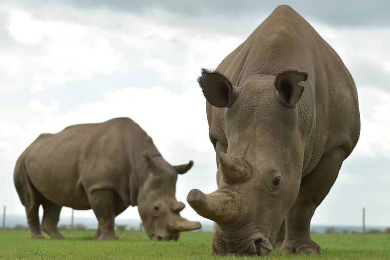 Najin (L) and Fatu, the only two remaining female northern white rhinos graze in their paddock on March 20, 2018 at the ol-Pejeta conservancy in Nanyuki, north of capital Nairobi. - Sudan, the last male northern white rhino, has died in Kenya at the age of 45, after becoming a symbol of efforts to save his subspecies from extinction, a fate that only science can now prevent. (Photo by TONY KARUMBA / AFP)