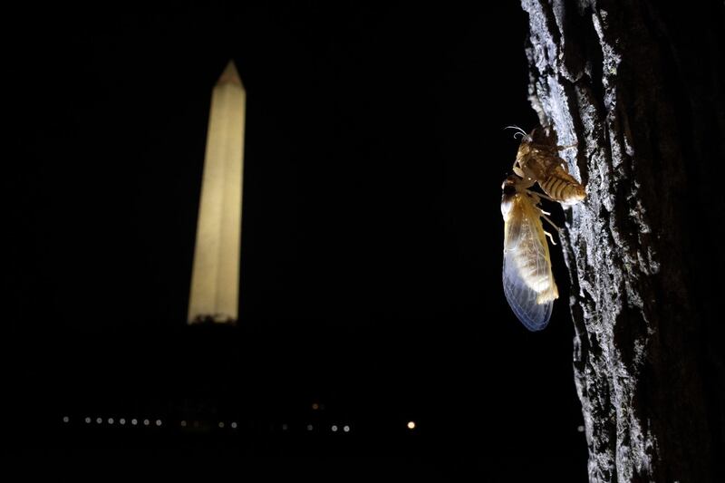 A newly emerged adult cicada dries its wings on a tree at the National Mall in Washington, DC,. Reuters