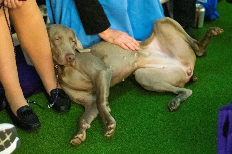 Spent: A dog is pet during breed judging at the 144th Annual Westminster Kennel Club Dog Show on February 9, 2020. Reuters