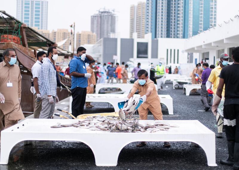 AJMAN, UNITED ARAB EMIRATES. 12 APRIL 2020. 
Ajman Fish Market’s auction.
(Photo: Reem Mohammed/The National)

Reporter:
Section: