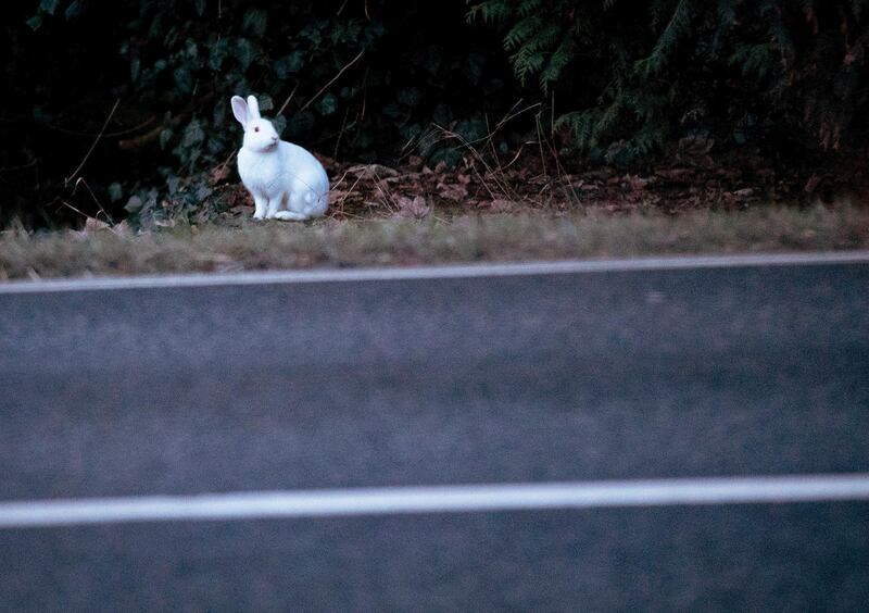 A white rabbit sits at a road near Kronberg, Germany. AP Photo