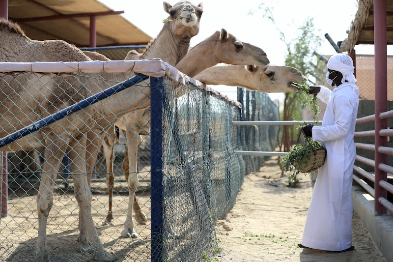Dubai, United Arab Emirates - Reporter: N/A. News. Covid-19/Coronavirus. Yannick from The Camel farm tourist attraction feeds a camel with Covid-19 precautions in place. Saturday, October 10th, 2020. Dubai. Chris Whiteoak / The National
