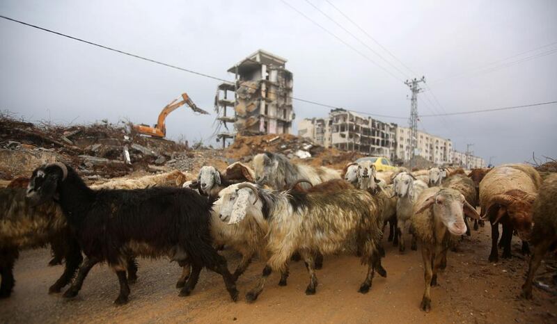 Goats pass buildings in Beit Hanoun, which were decimated during the 2014 Israel-Gaza conflict. The village is close to the Israeli border and was the scene of fierce fighting. Much reconstruction has yet to take place. Photo NurPhoto via Getty Images.