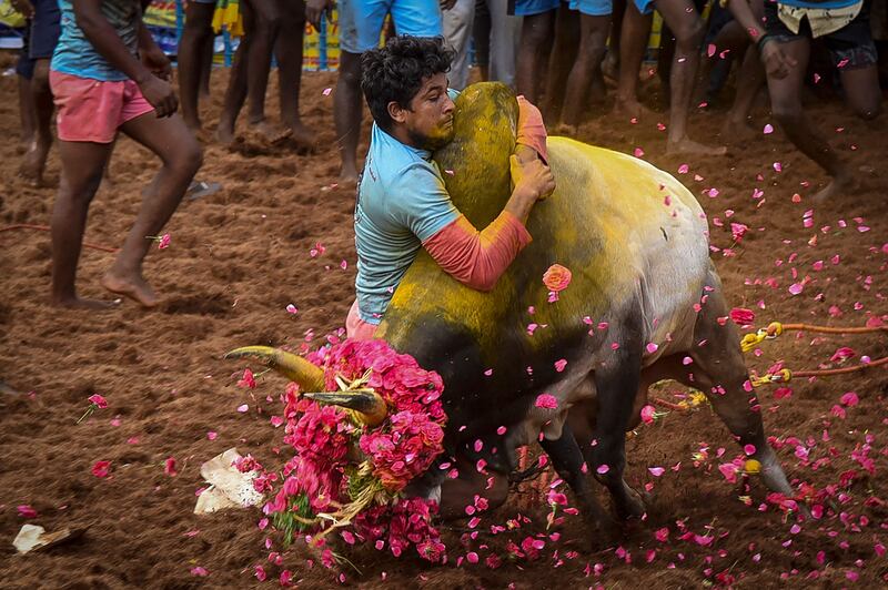 A participant tries to control a bull during the annual bull taming event Jallikattu in Palamedu village on the outskirts of Madurai in the southern state of Tamil Nadu. AFP
