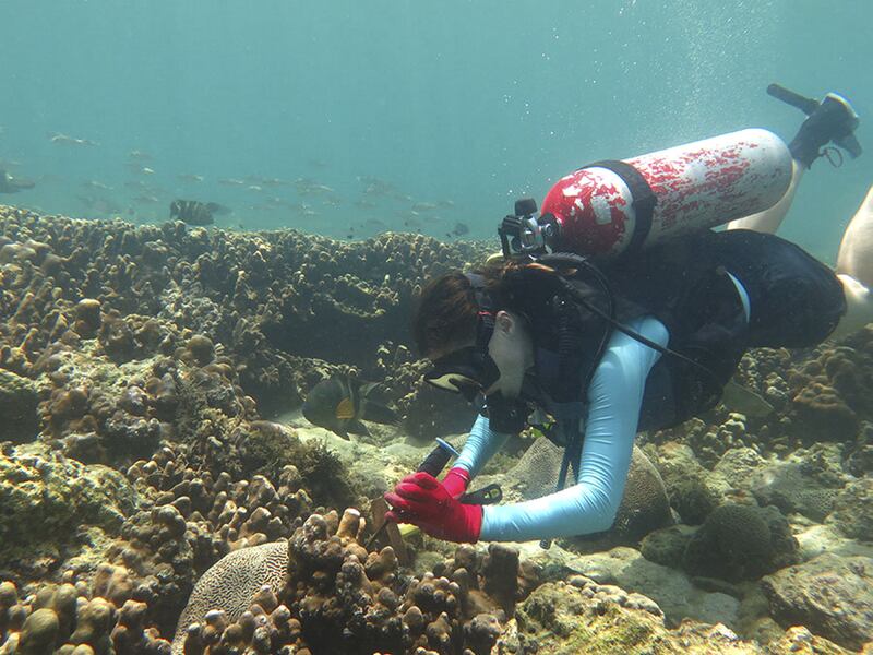 Researchers at NYU Abu Dhabi examine coral in the Arabian Gulf and Gulf of Oman in hopes that it will provide new insight into how corals around the world will be able to cope with climate change. Courtesy NYU Abu Dhabi