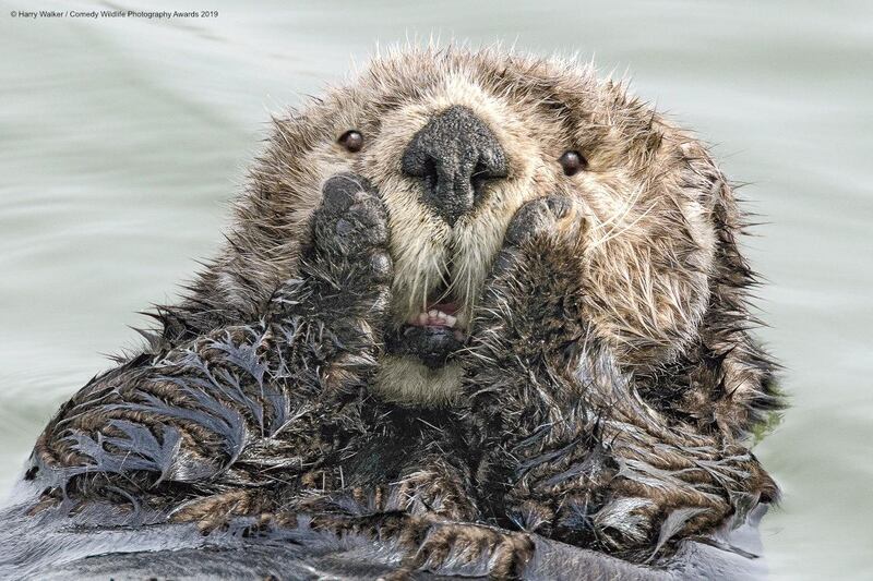 The Comedy Wildlife Photography Awards 2019
Harry Walker
Anchorage
United States
Phone: 9072421795
Email: akmedia@ak.net
Title: Oh My!
Description: Unlike most other marine mammals, sea otters have no blubber and rely on exceptionally thick fur to keep warm. As the ability of the fur to repel water depends on utmost cleanliness, sea otters spend much of their time (while they are not sleeping or eating) grooming, offering photographers an unlimited number of anthropomorphic opportunities.
Animal: Sea otter (Enhydra lutris)
Location of shot: Small Boat Harbor, Seward Alaska