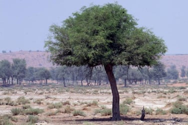 A ghaf tree near Ras Al Khaimah. Randi Sokoloff / The National