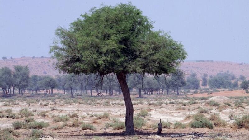 A ghaf tree near Ras Al Khaimah. Randi Sokoloff / The National