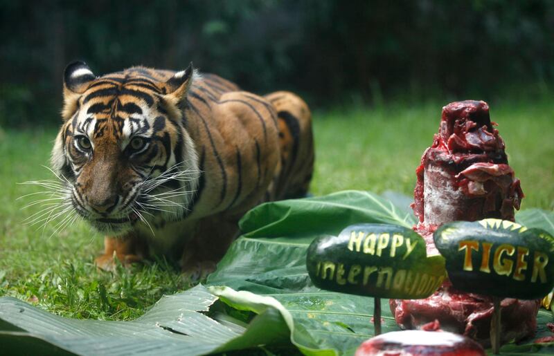 Sean, a seven-year-old female Sumatran tiger, is seen inside its enclosure at the Bali Zoo in Bali, Indonesia. The Sumatran tiger is the world's most critically endangered tiger subspecies with fewer than 400 remain in the wild and may become extinct in the next decade due to poaching and habitat loss. AP Photo