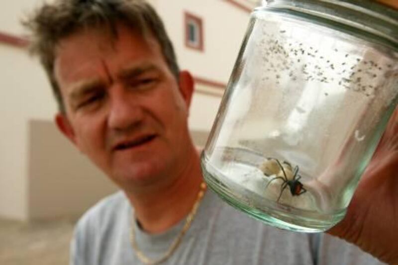 DUBAI, UNITED ARAB EMIRATES Ð May 5, 2011: Alan Hopps showing the redback spider in his home at the Villa in Dubai. (Pawan Singh / The National) For News. Story by Carol
