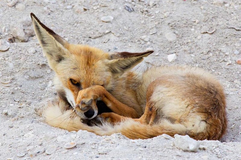 An Arabian fox photographed by Reem Island resident Rob Gubiani in 2015. Photo: Rob Gubiani