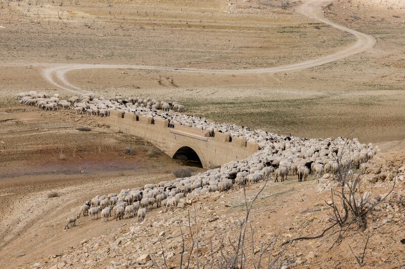 Sheep cross an old bridge that has emerged from the dwindling waters of the Guadalteba reservoir, during a severe drought near Malaga, southern Spain. Reuters