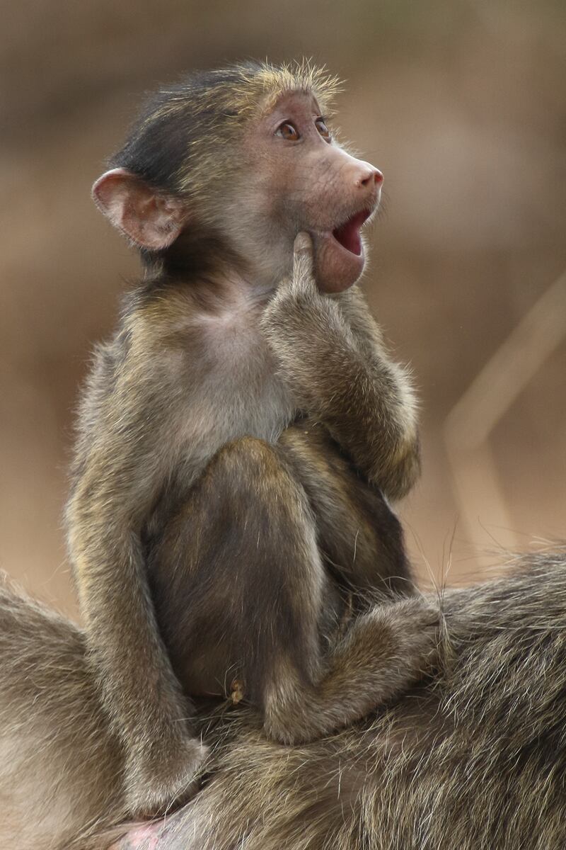 Chacma baboon in Kruger National Park, South Africa. Brigitte Alcalay-Marcon / Comedywildlife