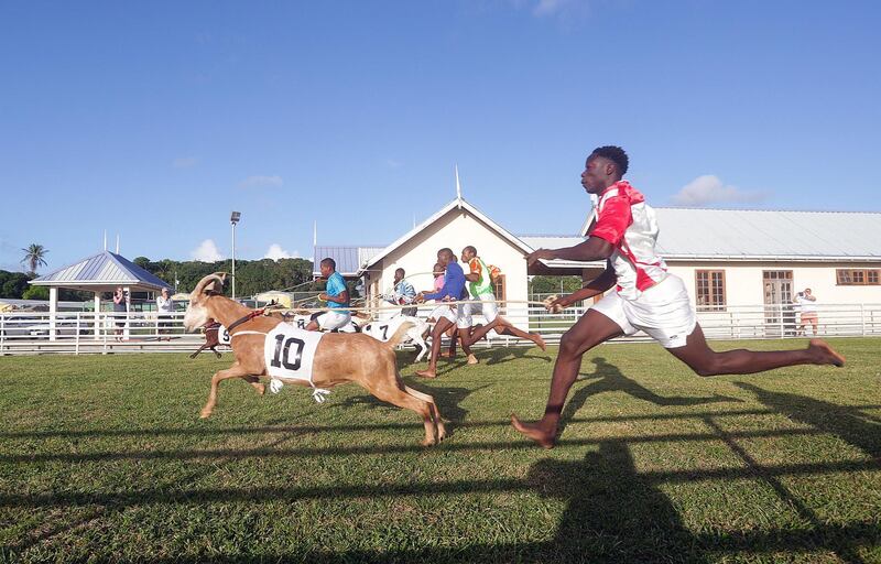 Goat handlers, known as jockeys, race to the finish line with their animals during goat racing at the annual Tobago Heritage Festival, at Buccoo Integrated Facility, in Tobago island, Trinidad and Tobago. Andrea De Silva/EPA