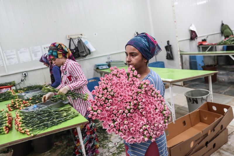 Producers in the region are shipping more than 1.5 million flowers to be used in the funeral and mourning period. EPA