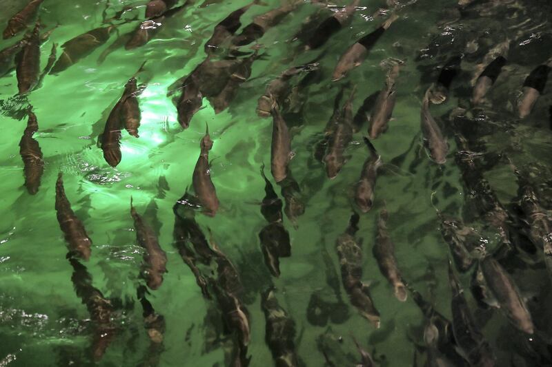 DUBAI , UNITED ARAB EMIRATES , March 27 – 2019 :- Salmon fishes at the Fish Farm in Jebel Ali Free Zone in Dubai. ( Pawan Singh / The National ) For Business/Instagarm/Big Picture. Story by Sarah