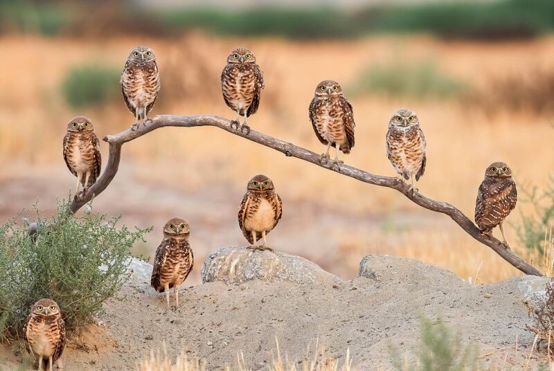 Family Portrait by Andrew Lee. Capturing a family portrait of mum, dad and their eight chicks proved tricky for Andrew – they never got together to pose as a perfect 10. Burrowing owls of Ontario, California often have large families so he knew it wouldn’t be easy. After many days of waiting, mum and her brood suddenly turned wide-eyed to glance in his direction – the first time he had seen them all together. Courtesy Natural History Museum 