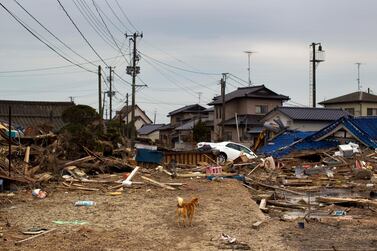 A stray dog looks back at the ruins of a tsunami-destroyed neighborhood in the Odaka area of Minamisoma, inside the deserted evacuation zone established for the 20 kilometer radius around the Fukushima Daiichi nuclear reactors. AP