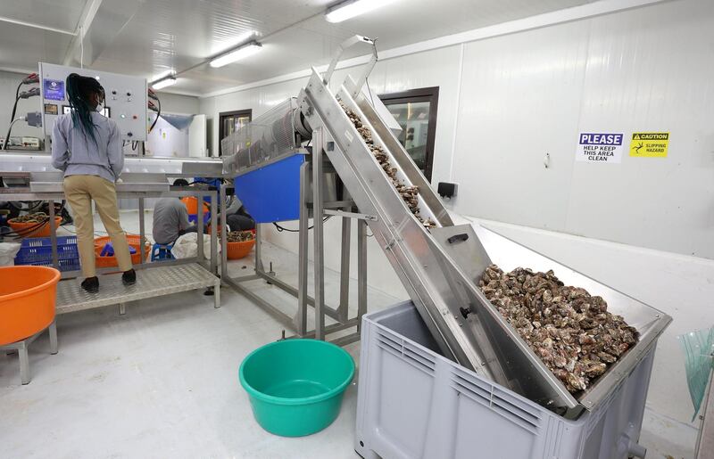 Fujairah, United Arab Emirates - Reporter: Kelly Clark. News. The weighing room at the land processing area. Visit to the Dibba Bay Oysters farm in Fujairah. Dibba, Fujairah. Wednesday, January 13th, 2021. Chris Whiteoak / The National