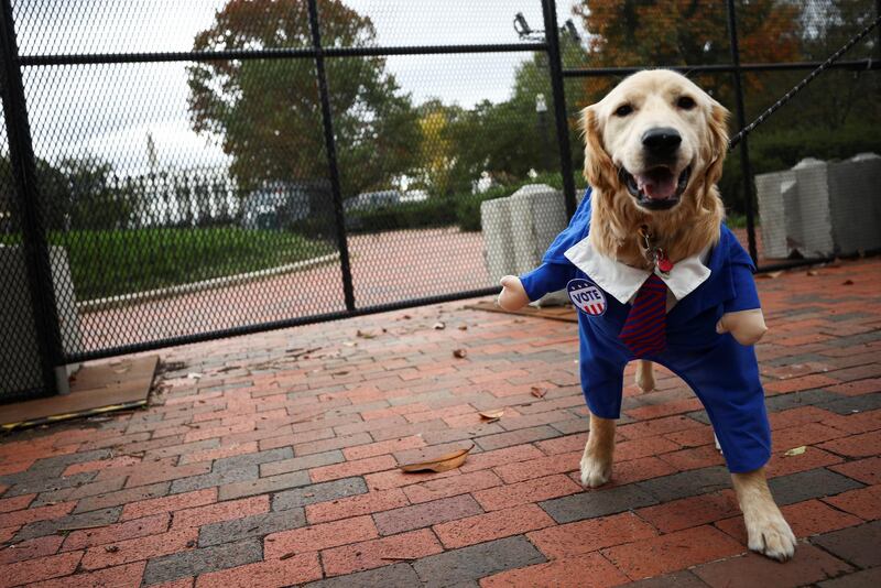 A dog wearing a "vote" costume is pictured in front of the White House, in Washington D.C on October 30. Reuters