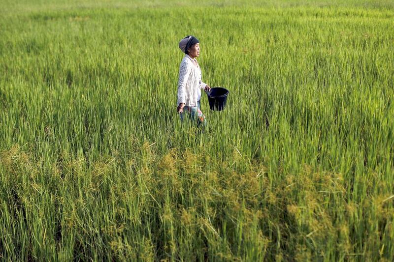 A farmer works in a rice field in Khon Kaen. Thailand should be able to ship 9.7 to 10 million tonnes of rice this year, exceeding an earlier industry forecast for 9.5 million tonnes this year. Jorge Silva / Reuters