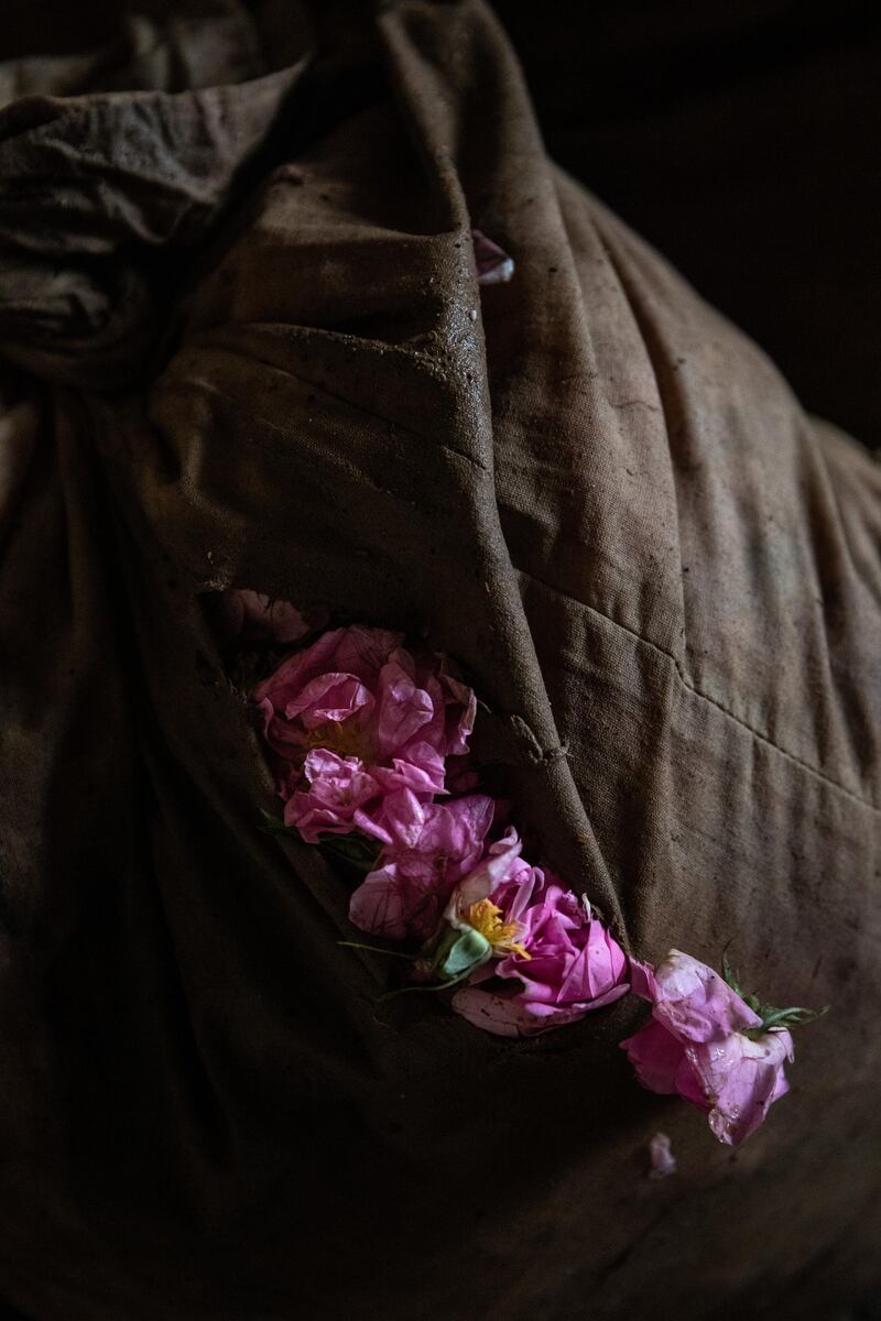 Bags of roses delivered to a cosmetics production plant in Isparta, Turkey. Getty Images