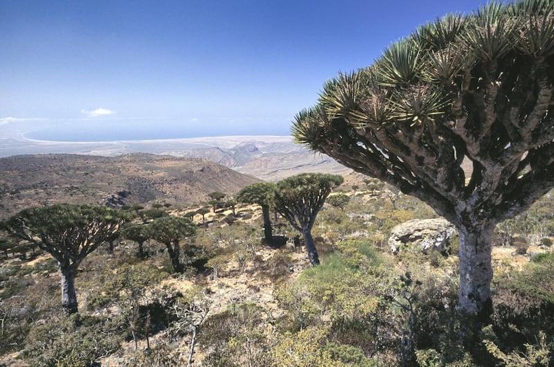 Dragon tree plants of Socotra (Dracaena cinnabari), Socotra Island (Unesco World Heritage List, 2008), Yemen.