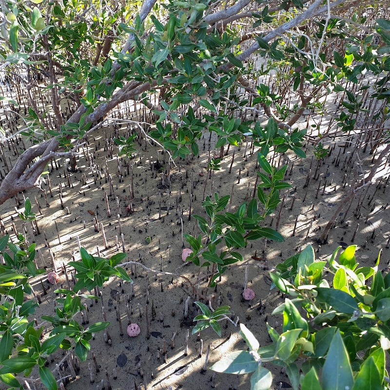 Mangrove seed balls dropped on the shoreline in Al Dhafra. Courtesy: Environment Agency Abu Dhabi