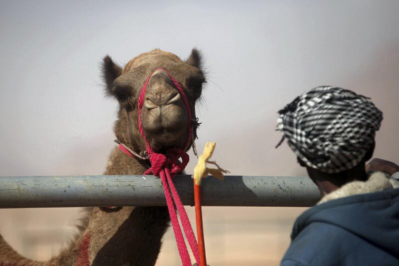 Jordanians race their camels in front of  Emirati Sheikh Sultan Bin Hamdan Bin Zayed Al Nahyan, President of the Arab Camel Racing Federation and with the presence of Prince Asem Bin Nayef, Vice President of the Jordan Royal Equestrian Federation, during the annual camel race in its second and final day on Friday November 3, 2017 that takes place at the Sheikh Zayed al Nahyan track in Wadi Rum, Jordan. (Salah Malkawi for The National)