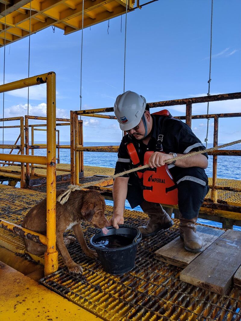 A dog gets some care after being found swimming 136 miles from shore in the Gulf of Thailand. Reuters