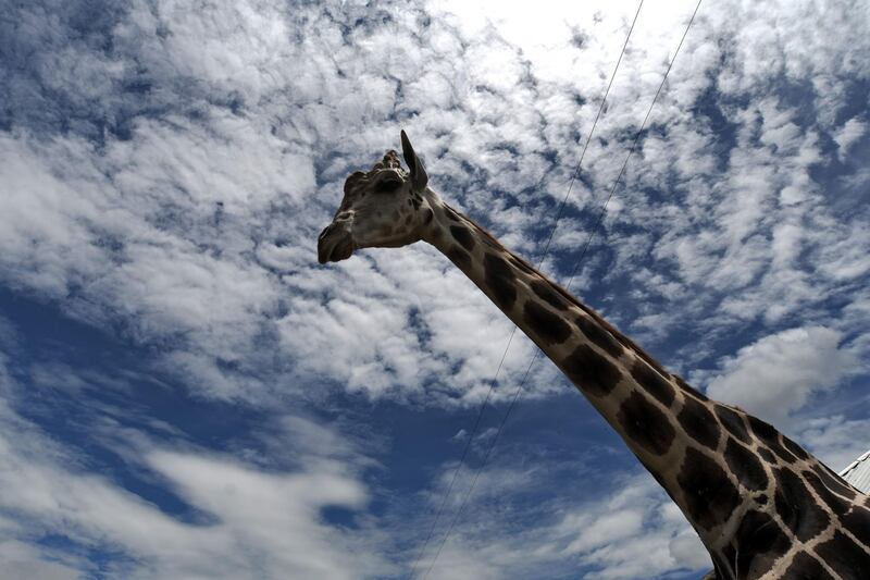 A giraffe is seen at the Joya Grande zoo, seized from Los Cachiros drug cartel in Santa Cruz de Yojoa municipality, Cortes department, Honduras.  The eco-park is supported by donations during the new coronavirus pandemic, since there are no visitors. AFP