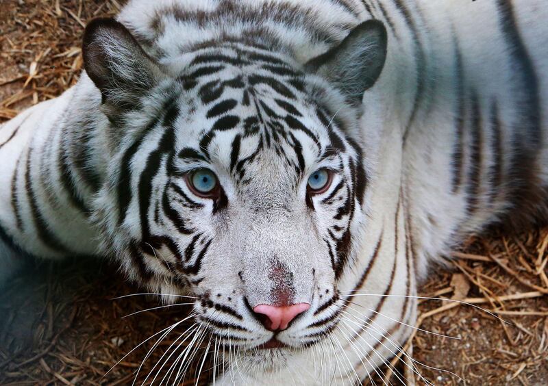 A white tiger. The zoo in Omariya was rebuilt after Iraq's invasion of Kuwait was repelled. AFP