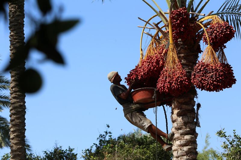 A farm worker harvests dates at a farm in Deir el-Balah, central Gaza Strip. The harvesting season for dates usually starts at the beginning of October, after the first rain. AP Photo