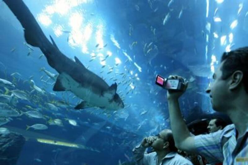 Dubai, UAE - November 4, 2008 - Mall visitors look at fish inside the Dubai Mall aquarium viewing tunnel on opening day. (Nicole Hill / The National) *** Local Caption ***  NH DubaiMall04.jpgna05 No page 2.jpg